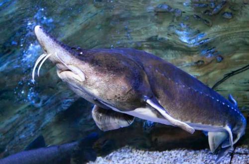 Самая большая рыба в мире. 10 самых больших рыб на Земле — их размеры поразят любого