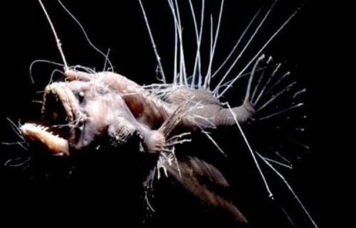 100 самых странных и необычных рыб мира. Самые страшные рыбы нашей планеты