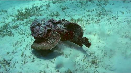 Самые опасные рыбы в мире. Самые опасные рыбы — они могут убить человека 17 Самые опасные рыбы в мире. Самые опасные рыбы — они могут убить человека 17