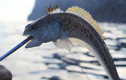 Самая ядовитая Рыба в мире. Ядовитые рыбы. Описания, особенности и названия ядовитых рыб