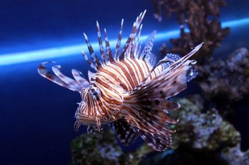 Самые опасные рыбы в мире. Самые опасные рыбы — они могут убить человека 21 Самые опасные рыбы в мире. Самые опасные рыбы — они могут убить человека 21