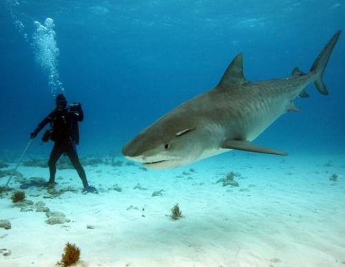 Самые опасные рыбы в мире. Самые опасные рыбы — они могут убить человека 25 Самые опасные рыбы в мире. Самые опасные рыбы — они могут убить человека 25