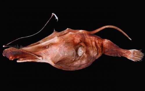 Самые странные рыбы. Самые редкие рыбы