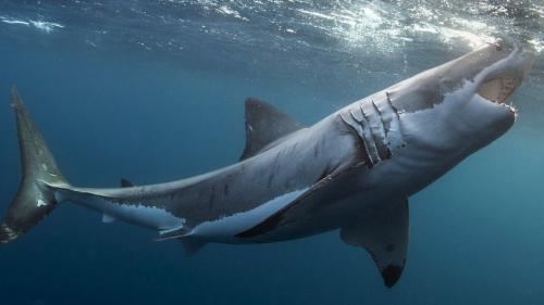 Самые опасные рыбы в мире. Самые опасные рыбы — они могут убить человека 22 Самые опасные рыбы в мире. Самые опасные рыбы — они могут убить человека 22