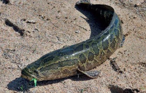 Самые опасные рыбы в мире. Самые опасные рыбы — они могут убить человека 24 Самые опасные рыбы в мире. Самые опасные рыбы — они могут убить человека 24