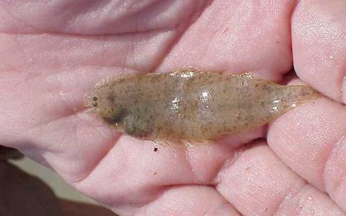 Самые странные рыбы. Самые редкие рыбы