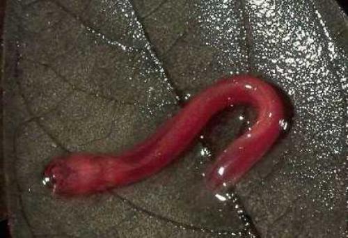 Самые странные рыбы. Самые редкие рыбы