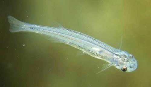 Какая самая опасная Рыба в мире. ТОП-10 самых опасных рыб в мире