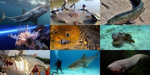 Самые опасные рыбы в мире. Самые опасные рыбы — они могут убить человека 15 Самые опасные рыбы в мире. Самые опасные рыбы — они могут убить человека 15