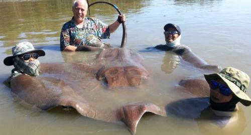 Самые опасные рыбы в мире. Самые опасные рыбы — они могут убить человека 18 Самые опасные рыбы в мире. Самые опасные рыбы — они могут убить человека 18