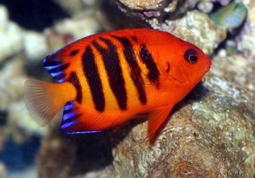 100 самых странных и необычных рыб мира. Самые страшные рыбы нашей планеты 09