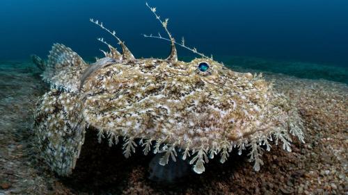 Самые страшные рыбы в мире. Самые страшные рыбы мира