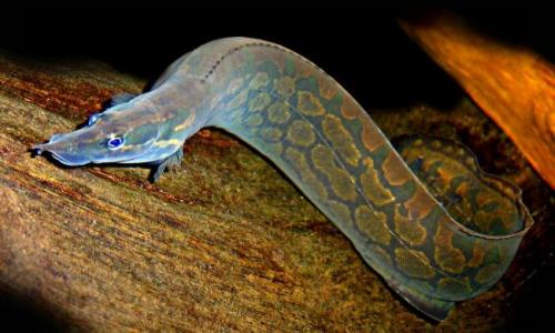 100 самых странных и необычных рыб мира. Самые страшные рыбы нашей планеты 19