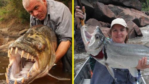 Какая самая опасная Рыба в мире. ТОП-10 самых опасных рыб в мире