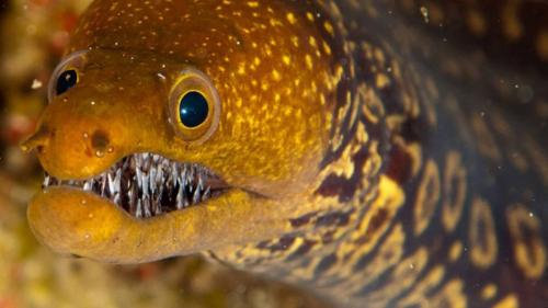 Самые опасные рыбы в мире. Самые опасные рыбы — они могут убить человека 20 Самые опасные рыбы в мире. Самые опасные рыбы — они могут убить человека 20