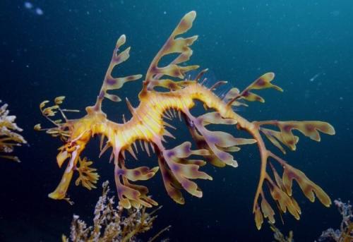 100 самых странных и необычных рыб мира. Самые страшные рыбы нашей планеты