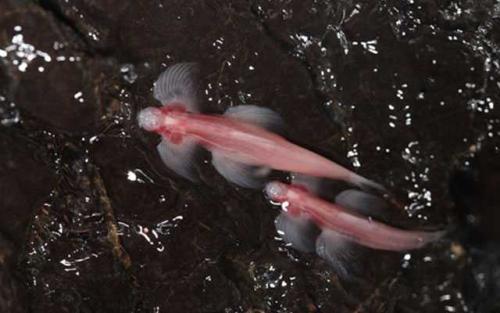 Самые странные рыбы. Самые редкие рыбы