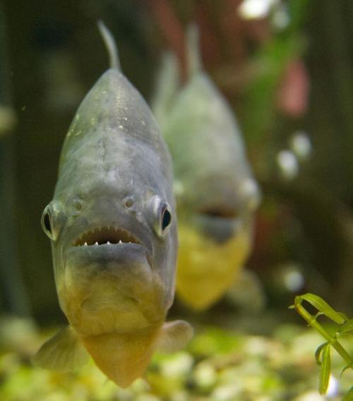 Самые опасные рыбы в мире. Самые опасные рыбы — они могут убить человека 23 Самые опасные рыбы в мире. Самые опасные рыбы — они могут убить человека 23