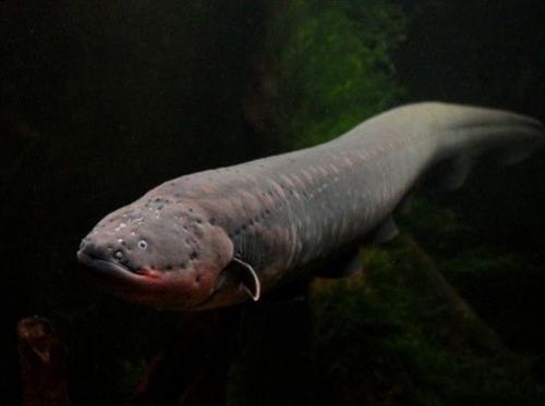 Самые опасные рыбы в мире. Самые опасные рыбы — они могут убить человека 19 Самые опасные рыбы в мире. Самые опасные рыбы — они могут убить человека 19