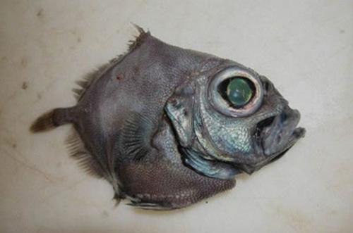 Страшные рыбы которые мы едим. 6 видов рыбы из магазина, которые всегда продаются без головы и этому есть серьёзная причина