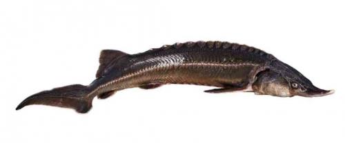 Самые редкие рыбы в мире. Какие рыбы считаются самыми редкими на Земле