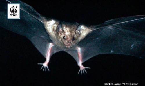 Самые страшные животные в мире. Самые страшные и опасные животные по версии WWF