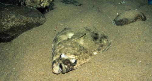 Страшные рыбы которые мы едим. 6 видов рыбы из магазина, которые всегда продаются без головы и этому есть серьёзная причина