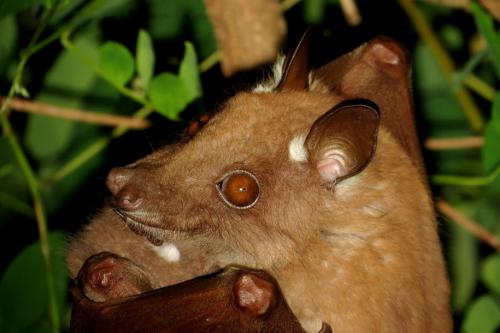 Самые страшные животные в мире. Самые страшные и опасные животные по версии WWF