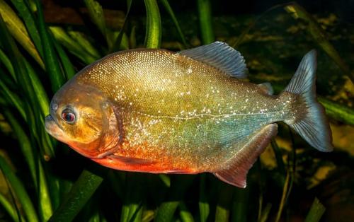 Самая опасная рыба в мире. Самые опасные рыбы в мире – список, чем опасны, названия, где водятся, фото и видео