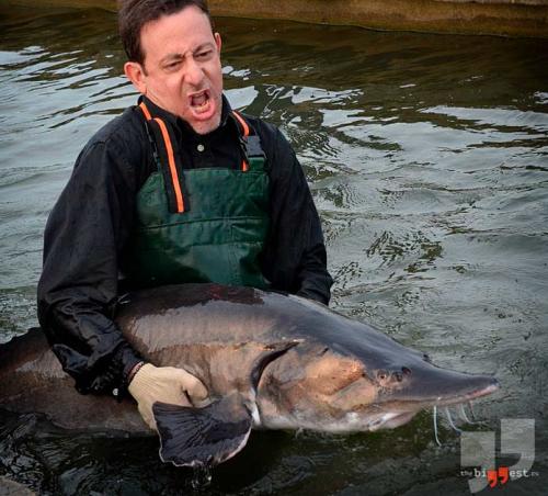 Самая большая рыба в мире за всю историю. Список самых крупных рыб планеты