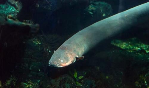 Самая опасная рыба в мире. Самые опасные рыбы в мире – список, чем опасны, названия, где водятся, фото и видео