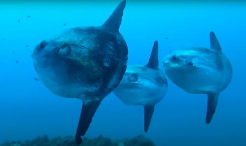 Самая большая рыба в мире википедия. Топ 15 самых больших рыб на земле. Фото и интересные видео