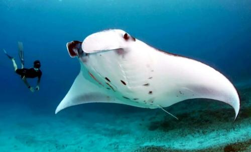 Самая большая рыба в мире. Самые большие рыбы в мире – список, размеры, названия, где водятся, фото и видео