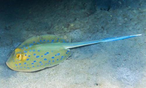 Самая опасная рыба в мире. Самые опасные рыбы в мире – список, чем опасны, названия, где водятся, фото и видео