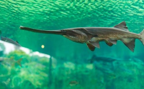 Самая большая рыба в мире википедия. Топ 15 самых больших рыб на земле. Фото и интересные видео