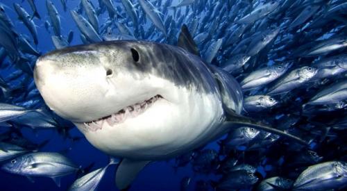 Самая большая рыба в мире. Самые большие рыбы в мире – список, размеры, названия, где водятся, фото и видео