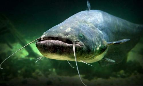Самая большая рыба в мире. Самые большие рыбы в мире – список, размеры, названия, где водятся, фото и видео