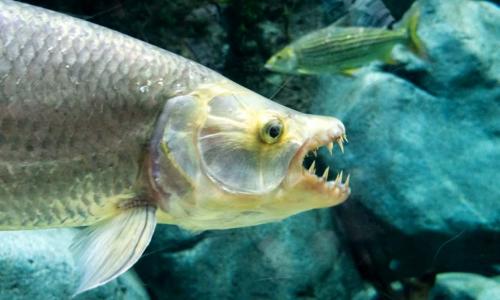 Самая опасная рыба в мире. Самые опасные рыбы в мире – список, чем опасны, названия, где водятся, фото и видео