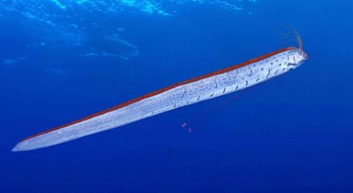 Самая большая рыба в мире. Самые большие рыбы в мире – список, размеры, названия, где водятся, фото и видео