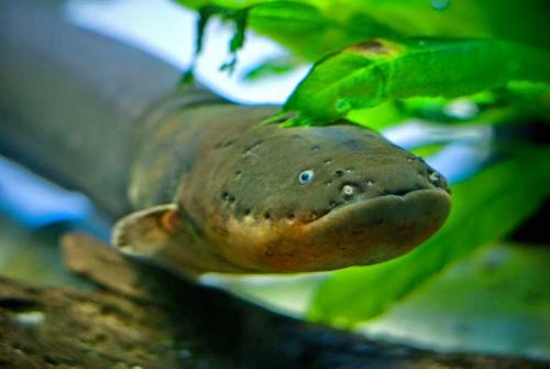 Самые опасные рыбы. ТОП-10 самых опасных рыб в мире