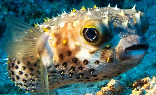 Самая опасная рыба в мире. Самые опасные рыбы в мире – список, чем опасны, названия, где водятся, фото и видео