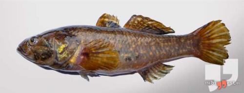 Самая большая рыба в мире за всю историю. Список самых крупных рыб планеты