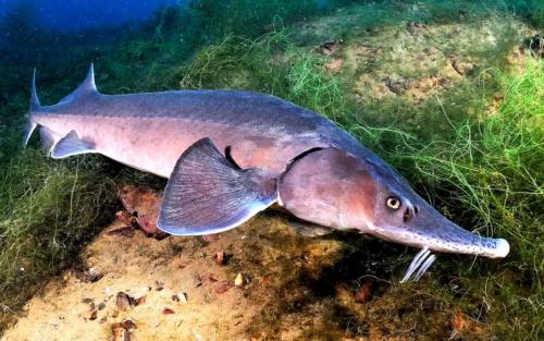 Самая большая рыба в мире. Самые большие рыбы в мире – список, размеры, названия, где водятся, фото и видео