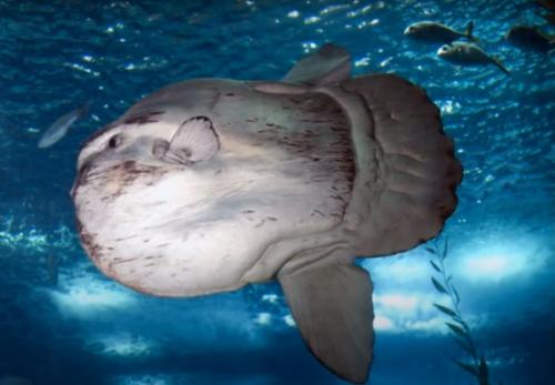 Самая большая рыба в мире википедия. Топ 15 самых больших рыб на земле. Фото и интересные видео