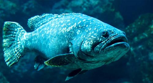 Самая большая рыба в мире. Самые большие рыбы в мире – список, размеры, названия, где водятся, фото и видео