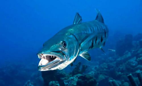 Самая опасная рыба в мире. Самые опасные рыбы в мире – список, чем опасны, названия, где водятся, фото и видео