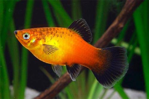 Топ 65 самых интересных аквариумных рыбок. ТОП-23 самых красивых аквариумных рыбок 2022 (с фото и названиями) 11 Топ 65 самых интересных аквариумных рыбок. ТОП-23 самых красивых аквариумных рыбок 2022 (с фото и названиями) 11