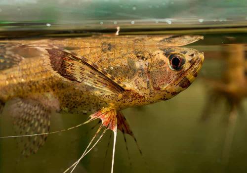 Самые смешные аквариумные рыбки. Самые необыкновенные аквариумные рыбки: скорее всего вы о них даже не знали