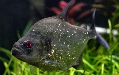 Аквариумная рыбка похожая на пиранью. Виды