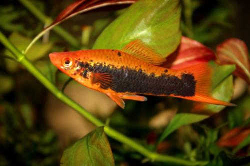 Мирный красивые аквариумные рыбки. ТОП-16 лучших аквариумных рыбок